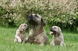 CANE CORSO 1106
